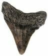 Juvenile Megalodon Tooth - South Carolina #54132-1